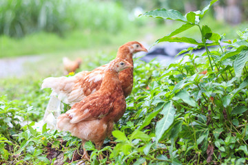 Brown chickens walk on the ground to find the chickens
