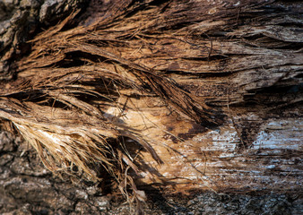 
texture structure background natural old tree bark