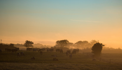 Naklejka na ściany i meble Dairy cows grazing in a grass meadow during misty sunrise morning in rural Ireland