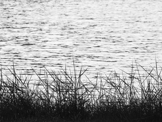 black and white silhouette of grass with water wave in the pond