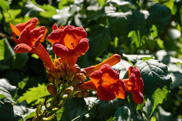 Fototapeta na wymiar Tubular vine (Campsis radicans). Red orange flowers in bloom on blurred background of green leaves. selective focus. Close up. Image of beautiful trumpet creeper. Summer floral landscape as concept.