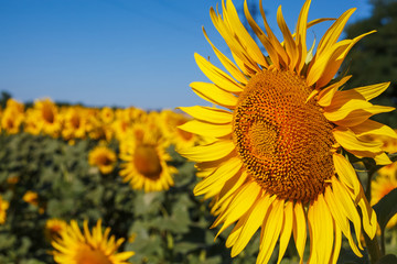 Yellow sunflower flower on a background of blue sky on a sunflower field