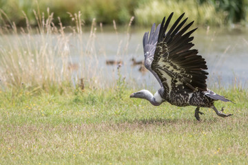 Vulture taking off by watering hole. African safari wildlife image.