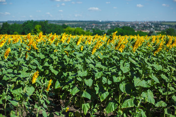 Field with yellow sunflowers looking at the sunlight