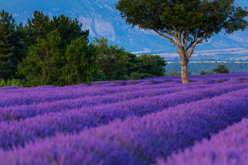 Lavender (lavandin) Fields, Valensole Plateau, Alpes Haute Provence, France, Europe