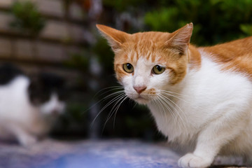 Focus on the ginger cat with blur background