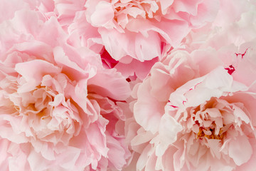 Bouquet of a lot of peonies of pink color close up. Flat lay, top view. Peony flower texture.