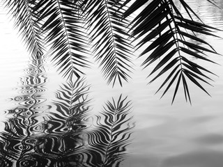 silhouette palm leaf of silver date palm ( Phoenix sylvestris ) on water with reflection in the...