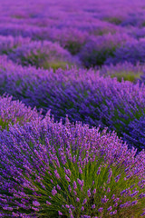 Obraz premium Lavender (lavandin) Fields, Valensole Plateau, Alpes Haute Provence, France, Europe