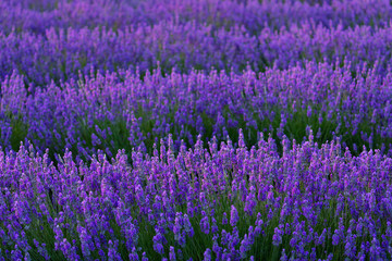 Naklejka premium Lavender (lavandin) Fields, Valensole Plateau, Alpes Haute Provence, France, Europe
