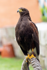 Brown eagle sitting on rope.