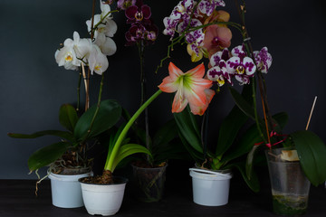 Naklejka na ściany i meble Various plants in pots on black background