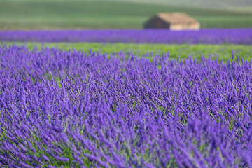 Obraz premium Lavender (lavandin) Fields, Valensole Plateau, Alpes Haute Provence, France, Europe