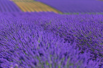 Fototapeta na wymiar Lavender (lavandin) Fields, Valensole Plateau, Alpes Haute Provence, France, Europe