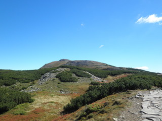 Mountain landscape with trees