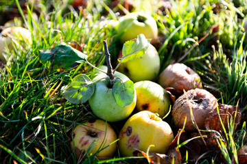Fallen apples in grass in autumn.