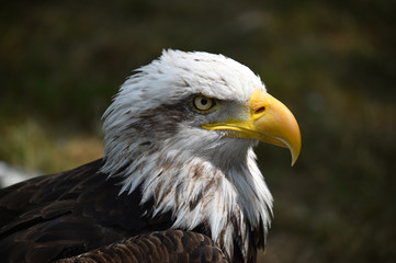 aguila calva americana