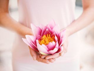 Female hands holding pink lotus blossom.