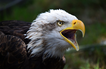 aguila de cabeza blanca