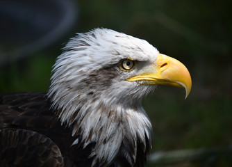 Obraz premium aguila calva americana