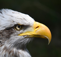 aguila calva americana