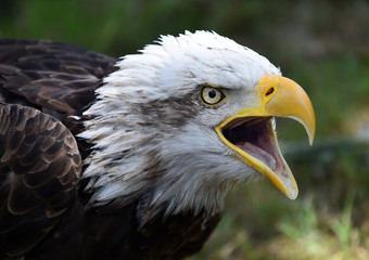 aguila calva americana