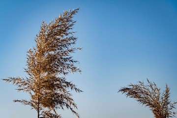 Common reed {Phragmites australis). Fluffy dry panicles with common reed seeds against blue autumn sky. Selective focus. Clear sunny day. Close-up. Nature concept for design.