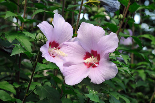 hibiscus flowers on a natural bush in the garden