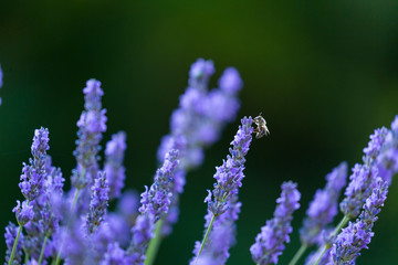 Fototapeta premium Bee. Lavender (lavandin) Fields, Valensole Plateau, Alpes Haute Provence, France, Europe