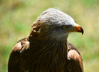 Obraz premium cabeza de aguila