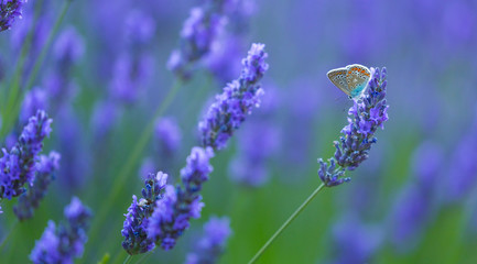 Bee. Lavender (lavandin) Fields, Valensole Plateau, Alpes Haute Provence, France, Europe