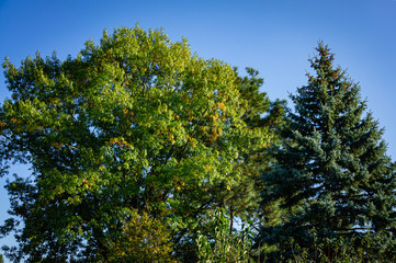 Huge oak tree with green leaves at sunset against blue sky. Yellow autumn leaves stand out against green background. Tall blue spruce Picea pungens grows nearby. Landscape garden in early October.