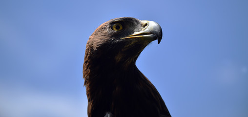 cabeza de aguila real