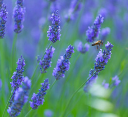 Bee. Lavender (lavandin) Fields, Valensole Plateau, Alpes Haute Provence, France, Europe