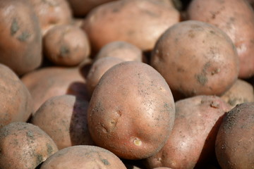 Fresh young organic potatoes just dug out of the ground, so the earth and grains of sand on the tubers. Potatoes of different sizes.