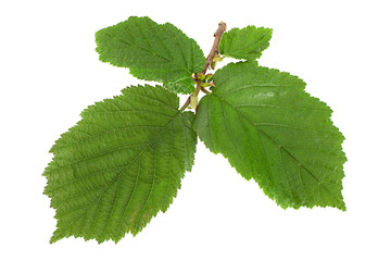 Hazelnut leaf on white - 371183225