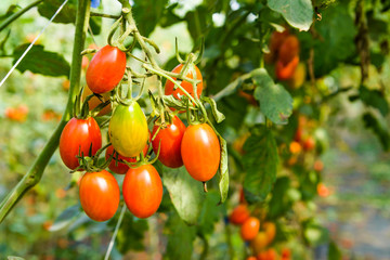 Close-up ripe cherry tomatoes are soon to be harvested on the farm in Taiwan.