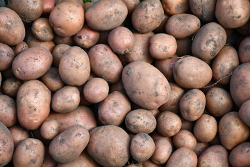 Fresh young organic potatoes just dug out of the ground, so the earth and grains of sand on the tubers. Potatoes of different sizes.