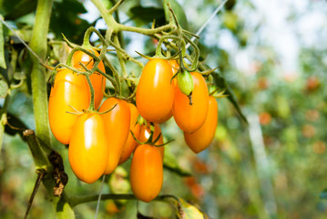 Close-up ripe cherry tomatoes soon to be harvest on the farm in Taiwan.
