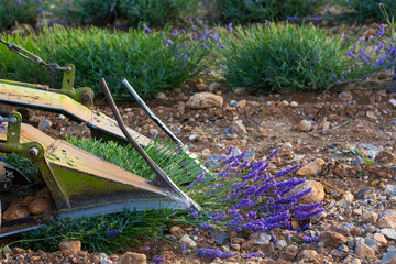 Harvesting, Lavender (lavandin) Fields, Valensole Plateau, Alpes Haute Provence, France, Europe