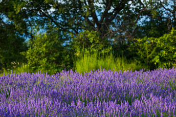 Lavender (lavandin) Fields, Valensole Plateau, Alpes Haute Provence, France, Europe