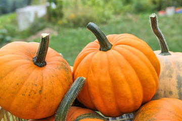 Pumpkins on pile in the garden.