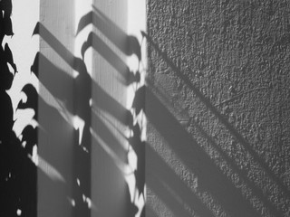 shadow of the leaves on white concrete wall texture