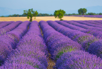 Fototapeta premium Lavender (lavandin) Fields, Valensole Plateau, Alpes Haute Provence, France, Europe