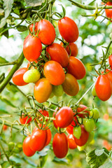 Branch of fresh cherry tomatoes hanging on a vine in the organic farm.