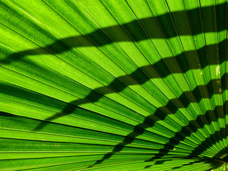 Fototapeta na wymiar shadow of leaf on green palm leaf