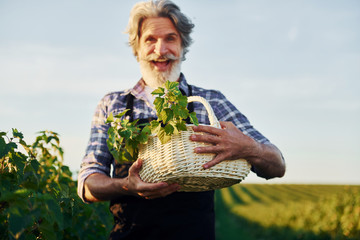 With basket in hands. Senior stylish man with grey hair and beard on the agricultural field with harvest
