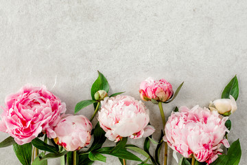 Beautiful pink peony flowers on gray stone table with copy space for your text. Flat style, top view