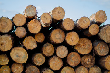 stack of firewood