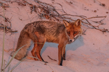 Fototapeta premium Rotfuchs am meer